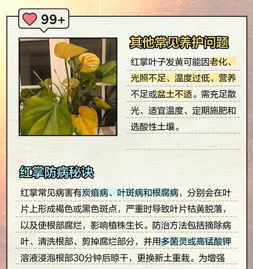 红掌叶子变褐色怎么办？红掌叶子发黄的解决方法是什么？