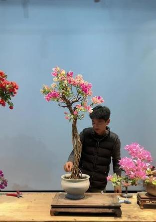 根艺三角梅怎么保养？有哪些注意事项？
