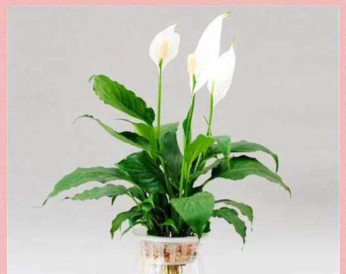 黑草水生植物有哪些？它们的生长环境和特点是什么？