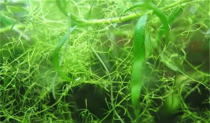 黑草水生植物有哪些？它们的生长环境和特点是什么？