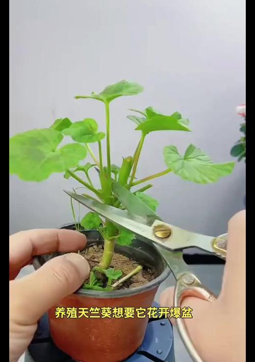 水培的天竺葵要怎么养？有哪些养护技巧？