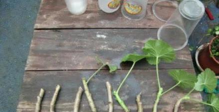 水培的天竺葵要怎么养？有哪些养护技巧？