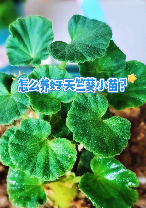 水培的天竺葵要怎么养？有哪些养护技巧？