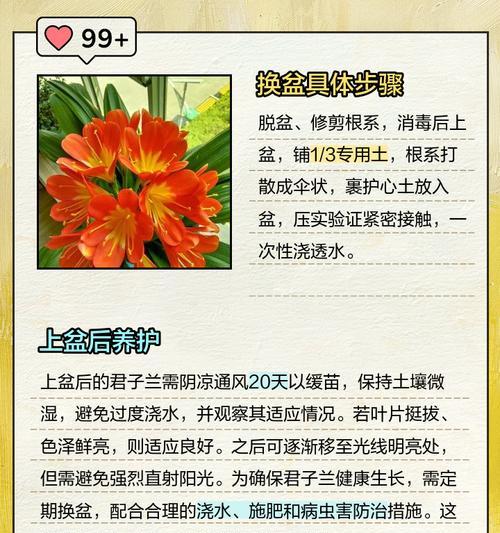君子兰红莲公主的养护要点是什么？