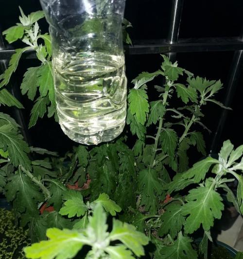 垂直种植盆景滴灌养护技巧？