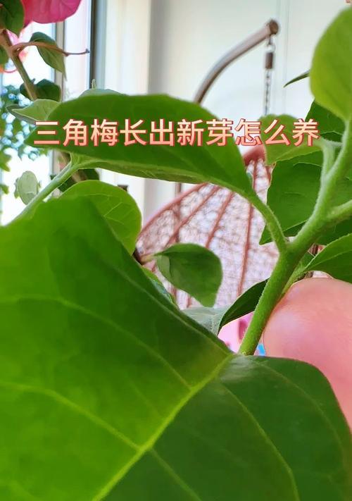 盆栽三角梅如何快速长大？