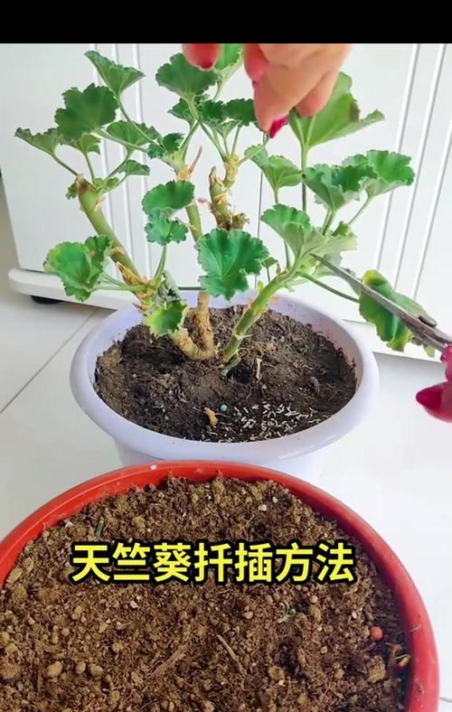 天竺葵水培花瓶的种植方法是什么？