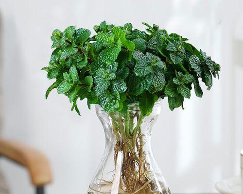 天竺葵水培花瓶的种植方法是什么？