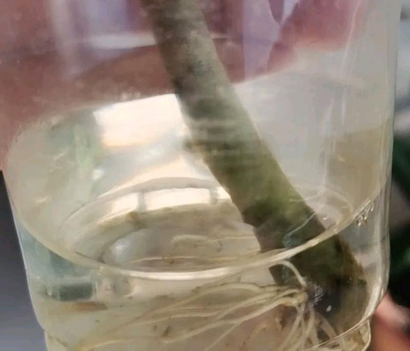 天竺葵水培花瓶的种植方法是什么？