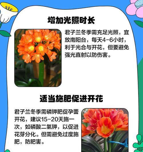 君子兰斩头后怎么养护？养护技巧是什么？