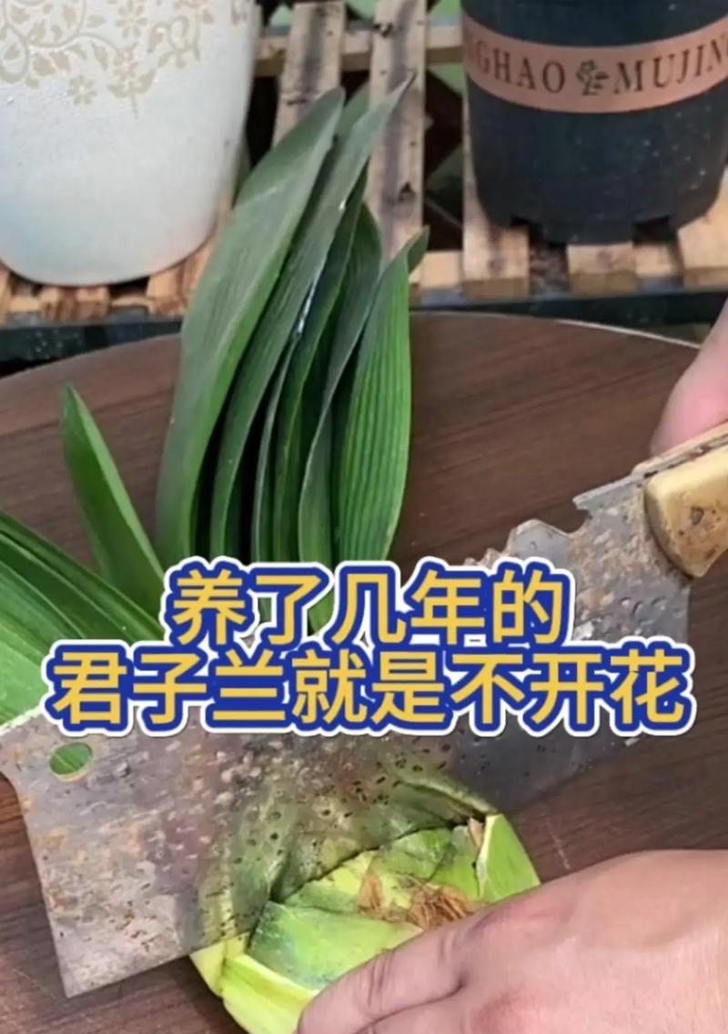 君子兰斩头后怎么养护？养护技巧是什么？