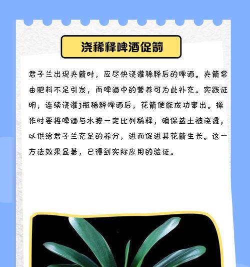 君子兰不立根的解决方法是什么？