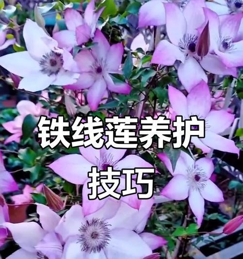铁线莲耐热耐寒么怎么养？养护技巧全攻略！