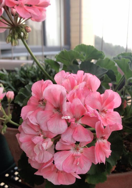 粉色大朵天竺葵的养护方法是什么？