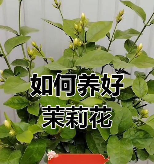 养花黄叶知识技巧有哪些？如何有效预防和处理植物黄叶？