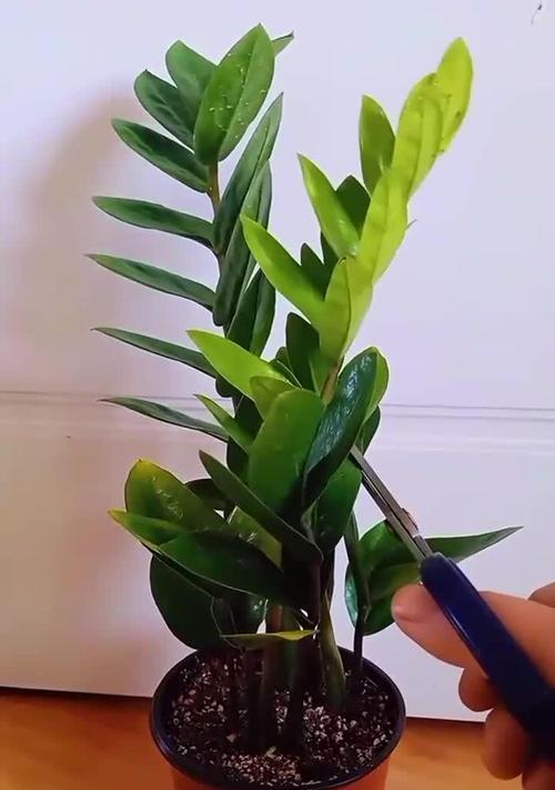 养花黄叶知识技巧有哪些？如何有效预防和处理植物黄叶？