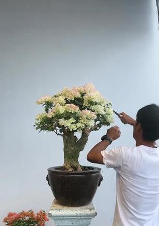 三角梅游龙桩盆景设计方法有哪些？
