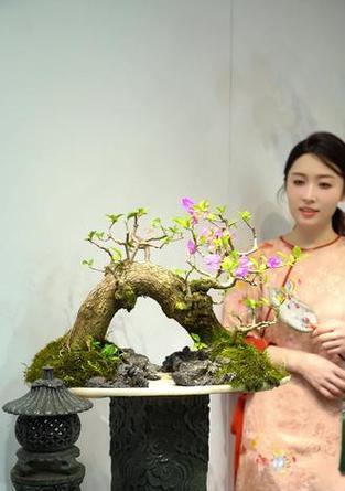 三角梅游龙桩盆景设计方法有哪些？