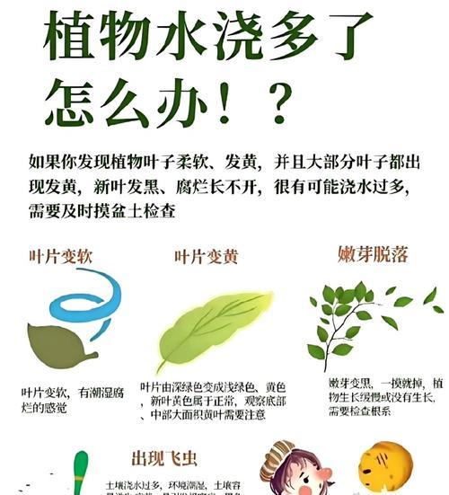 小豆豆植物的正确浇水方法是什么？