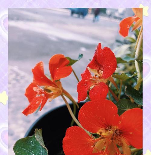 阳台种的花盛开了什么意思？这代表了什么？