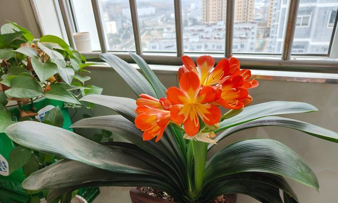 阳台种的花盛开了什么意思？这代表了什么？