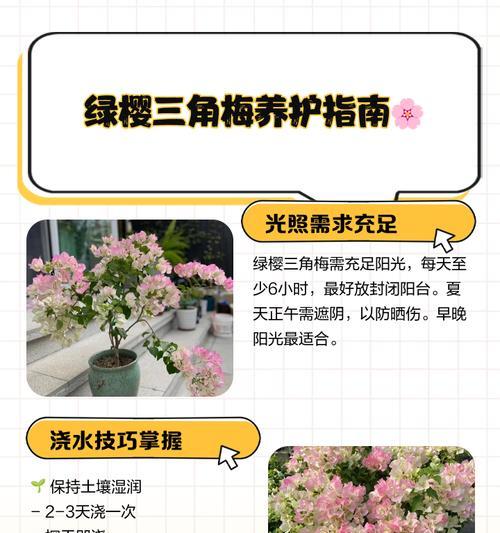 三角梅雪球的养护技巧是什么？