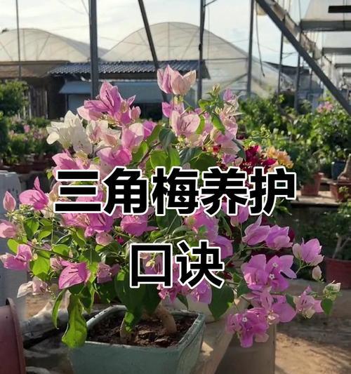 三角梅雪球的养护技巧是什么？