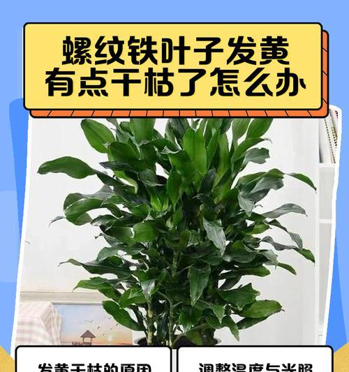 盆栽铁树叶子中间发黄的原因是什么？如何解决？