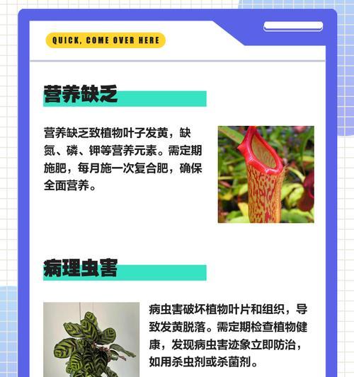 盆栽铁树叶子中间发黄的原因是什么？如何解决？