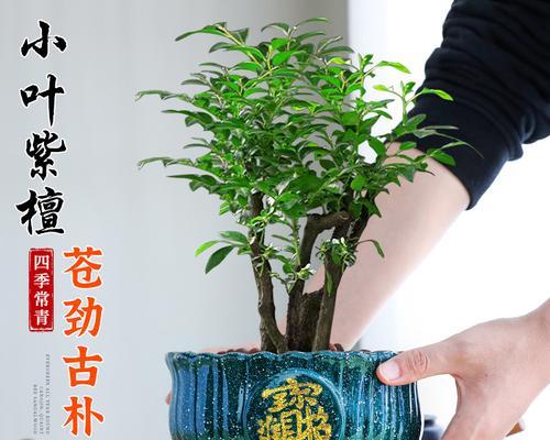 盆景树老桩紫檀的养护技巧有哪些？