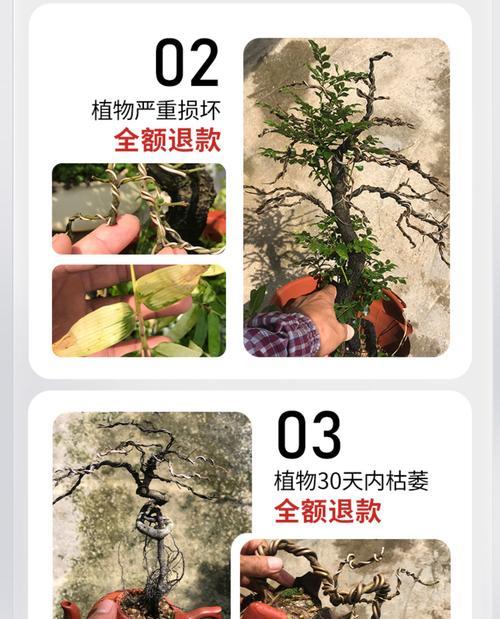 盆景树老桩紫檀的养护技巧有哪些？