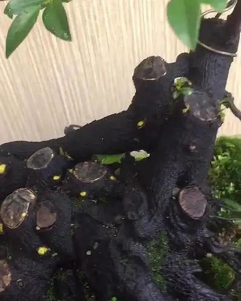 盆景树老桩紫檀的养护技巧有哪些？