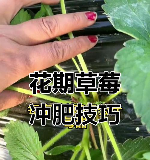草莓浇水后施肥方法是什么？如何正确施肥促进生长？