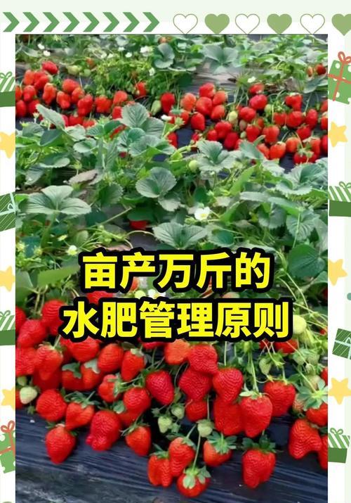 草莓浇水后施肥方法是什么？如何正确施肥促进生长？