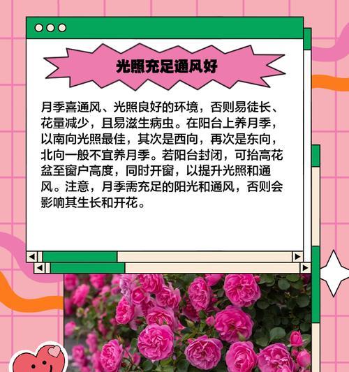 开心花月季的养护技巧有哪些？