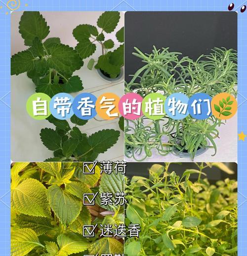 芳香植物香草的用途和好处是什么？