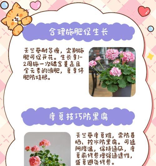 麻雀天竺葵的养护和管理方法是什么？