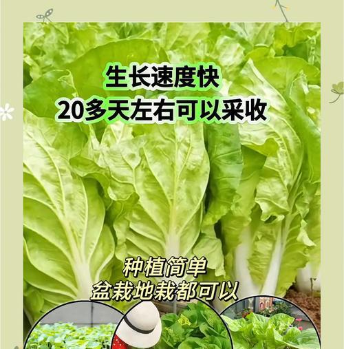 春季快菜栽培技术要点有哪些？如何确保快速生长？