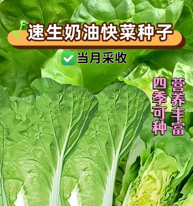 春季快菜栽培技术要点有哪些？如何确保快速生长？