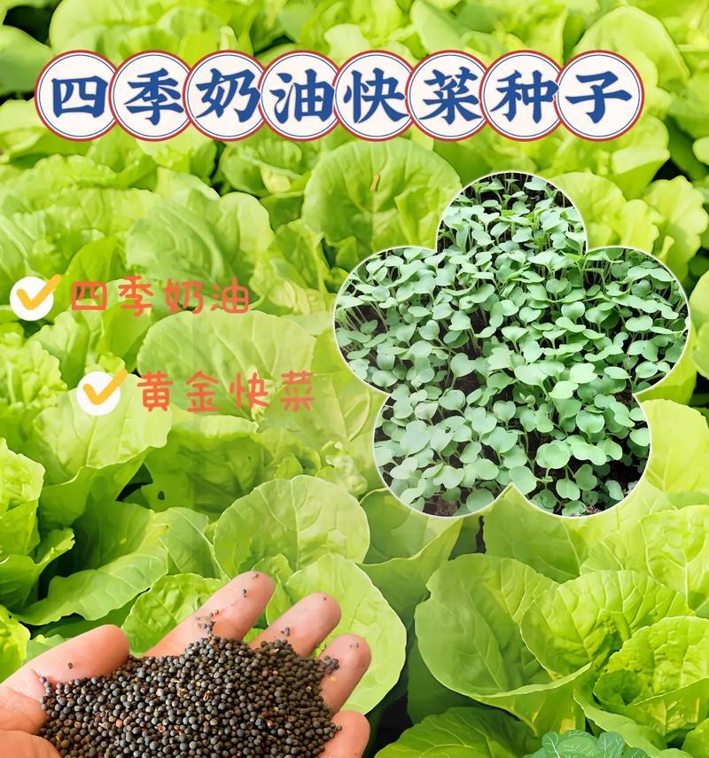 春季快菜栽培技术要点有哪些？如何确保快速生长？