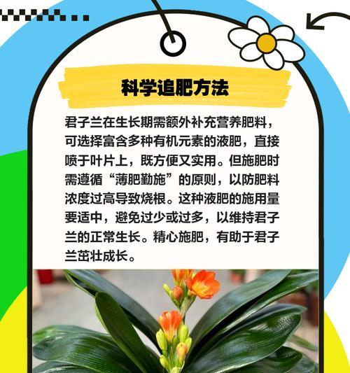 君子兰切头后的干燥处理步骤是什么？