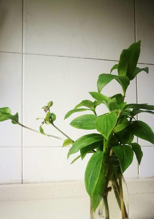 竹节草盆景的打理技巧有哪些？