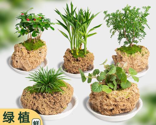 竹节草盆景的打理技巧有哪些？