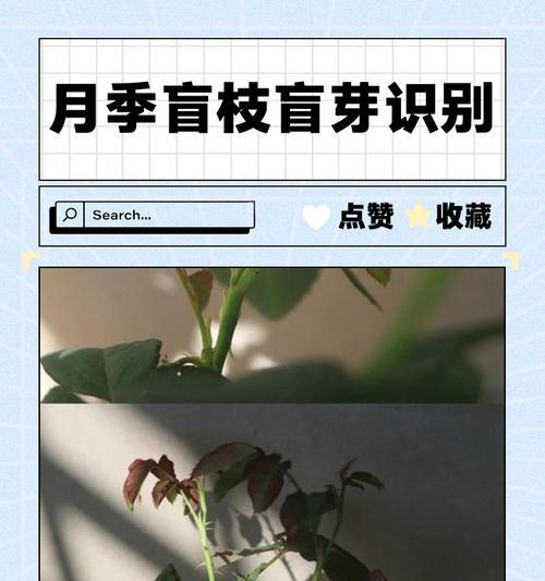 月季施肥减少盲芽的方法是什么？