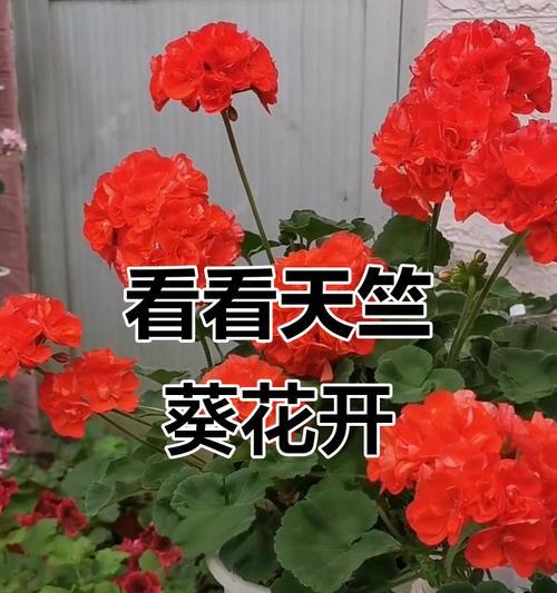 如何赞美一株美丽的天竺葵？