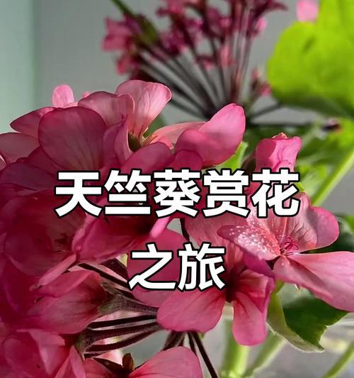 如何赞美一株美丽的天竺葵？