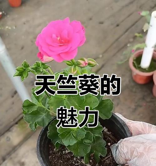 如何赞美一株美丽的天竺葵？