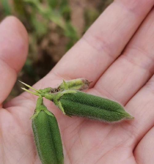 芝麻秧播种的最佳时间是什么时候？
