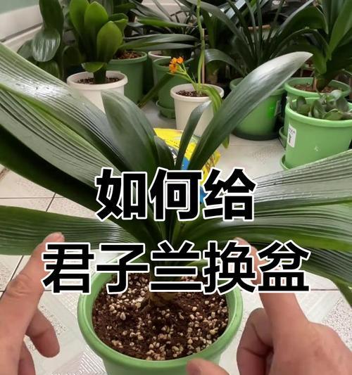 君子兰配土的正确方法是什么？
