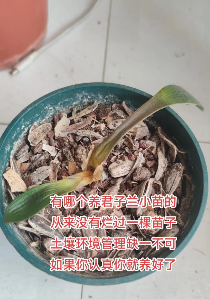 君子兰配土的正确方法是什么？